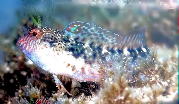 Parablennius zvonimiri_4lllll